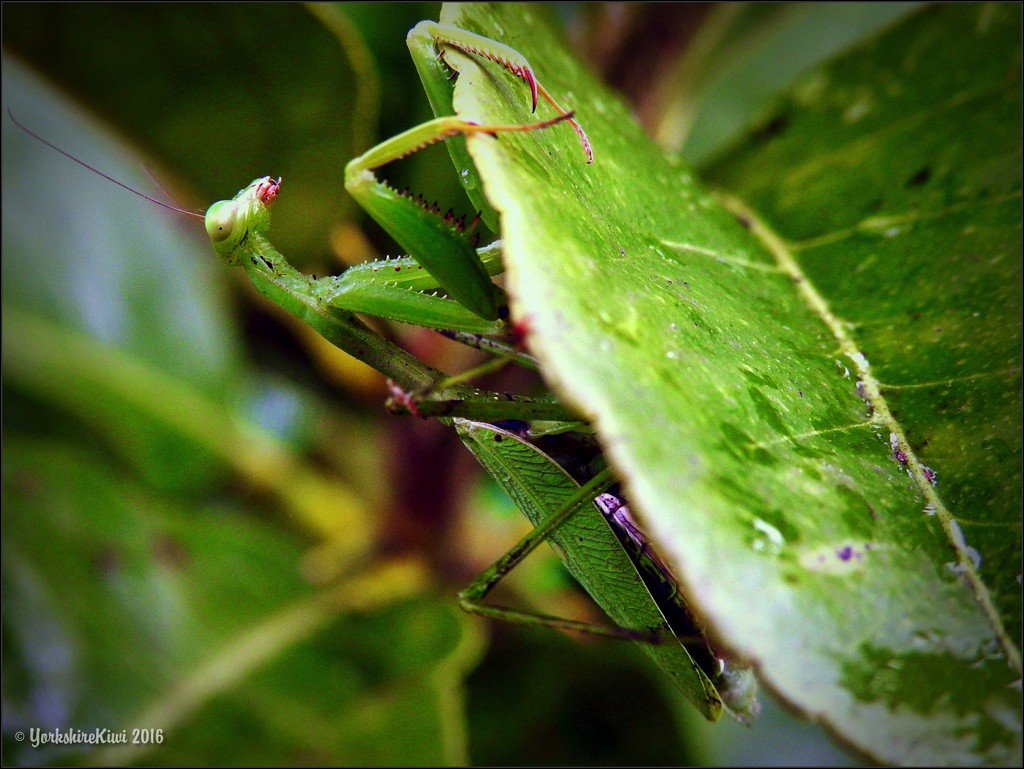 preying mantis by yorkshirekiwi