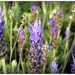 Lovely lavender by yorkshirekiwi