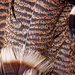 Turkey tail feathers by kiwichick