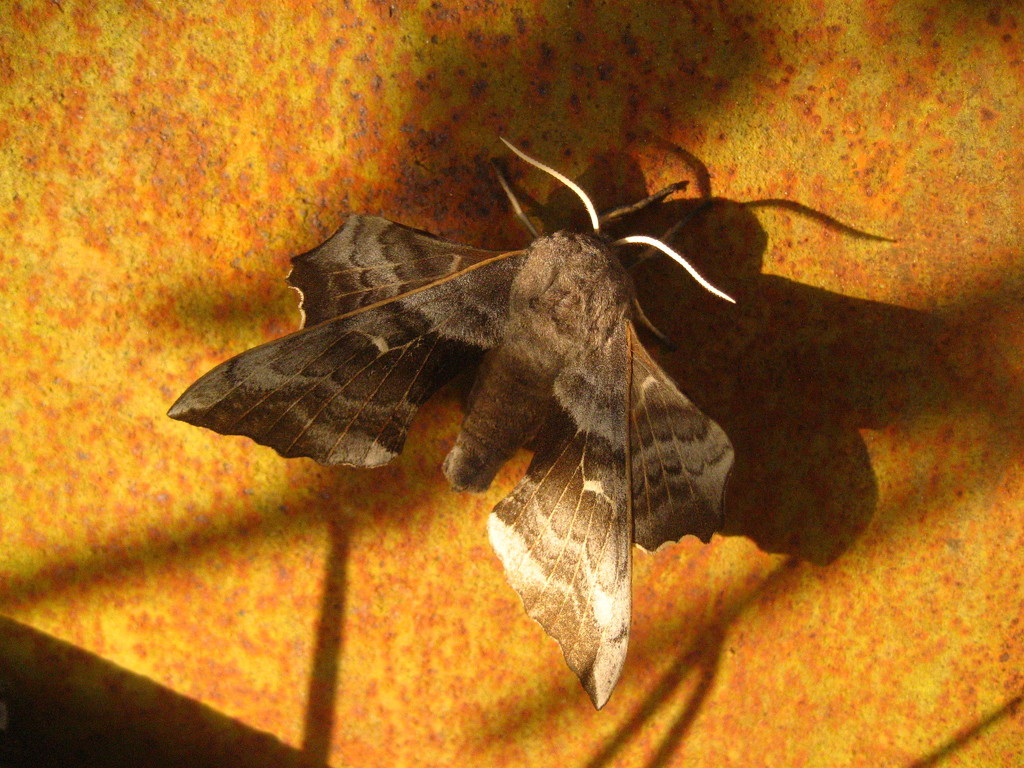 Poplar Hawk Moth by steveandkerry