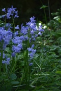 9th May 2016 - Blue bells