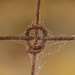 Rusty spiderwebs! by gigiflower