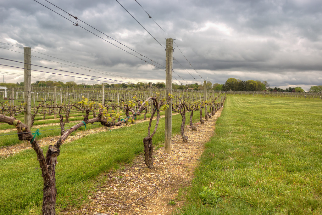 Cloudy vineyard by swchappell