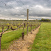 Cloudy vineyard by swchappell