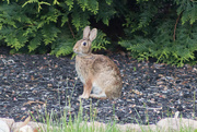 10th May 2016 - Visiting rabbit