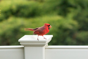 11th May 2016 - Chirping cardinal