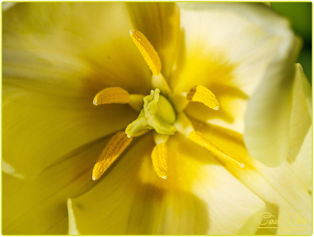 Tulip Heart by carolmw