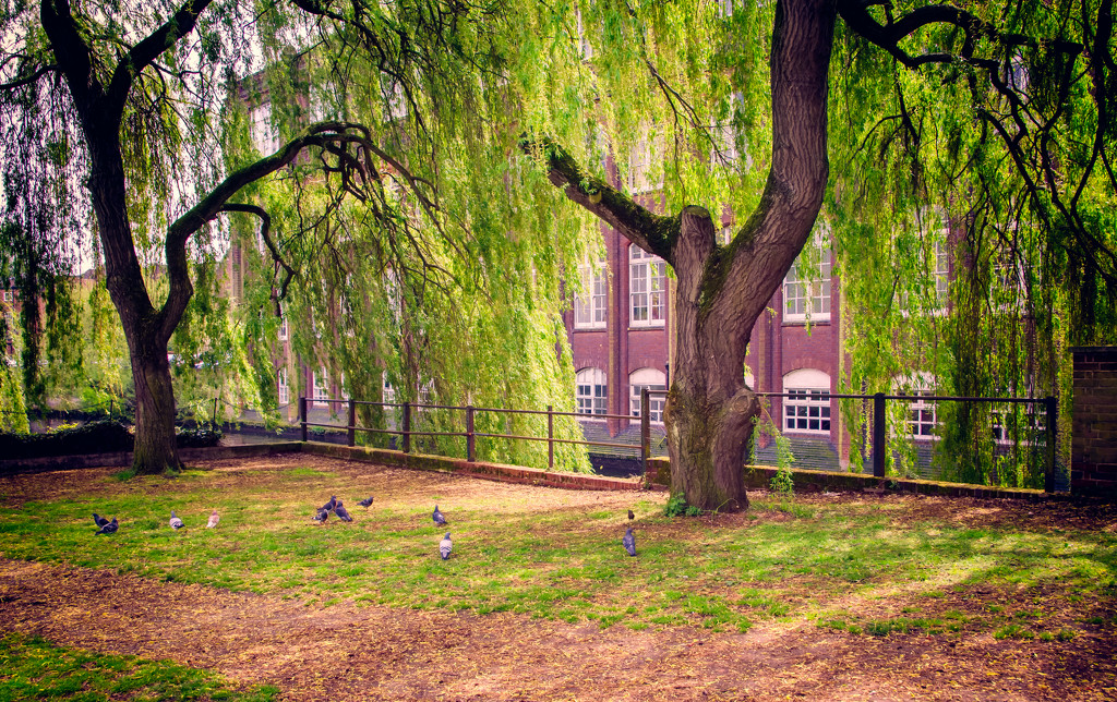 Pigeons and willows by manek43509