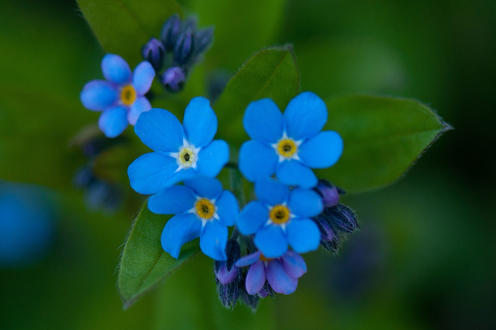 Forget-Me-Nots by dianen