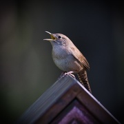 11th May 2016 - House Wren