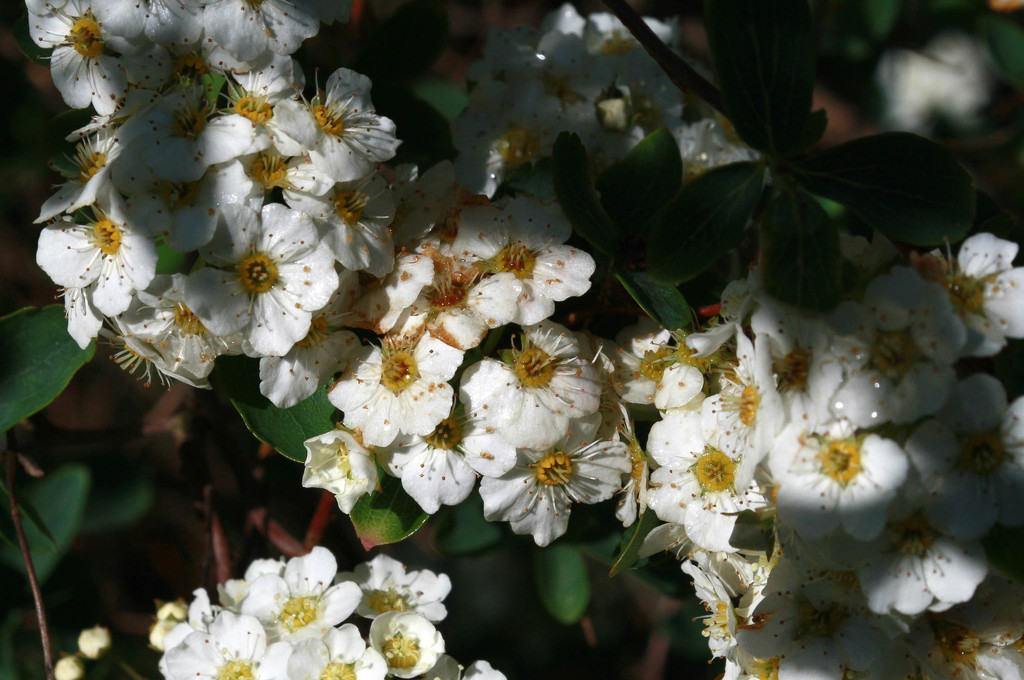 Spirea blossoms by mittens