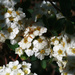 Spirea blossoms by mittens