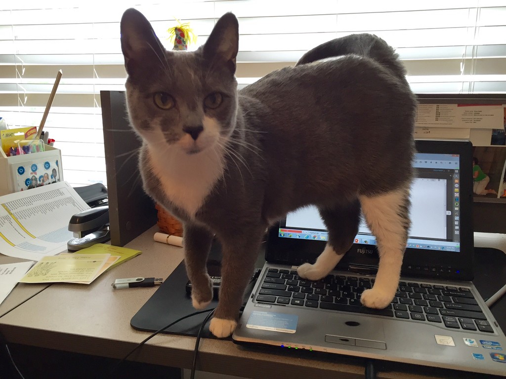 Why it is hard to work from home! by graceratliff