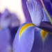 iris by blueberry1222
