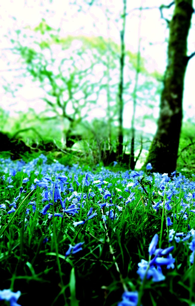 Bluebell Heaven by countrylassie