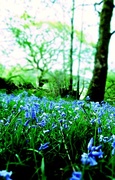 11th May 2016 - Bluebell Heaven