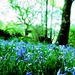 Bluebell Heaven by countrylassie