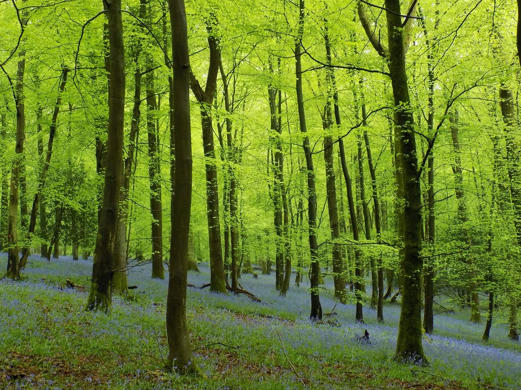 Bluebell forest by flowerfairyann