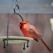 Sunny Cardinal by gardencat