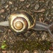 Snail with beautiful baggage by helenhall