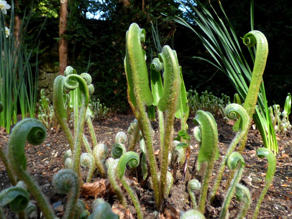 Hart’s-tongue fern  (Asplenium scolopendrium) by julienne1