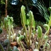 Hart’s-tongue fern  (Asplenium scolopendrium) by julienne1