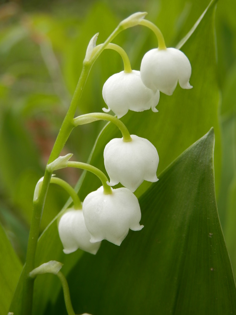 Lily of the Valley by julie