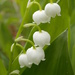 Lily of the Valley by julie