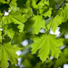 Spring leaves on the Maples by kiwichick