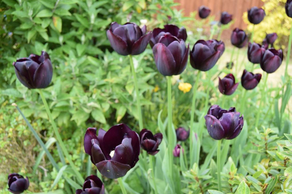 Mum's tulips by dragey74