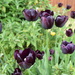 Mum's tulips by dragey74