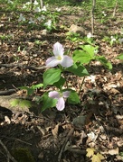 10th May 2016 - Trilliums are out!