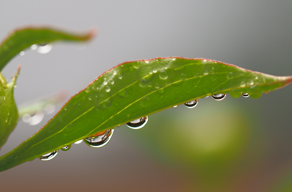 Raindrops by tosee