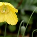 Poppy in the Rain by daffodill