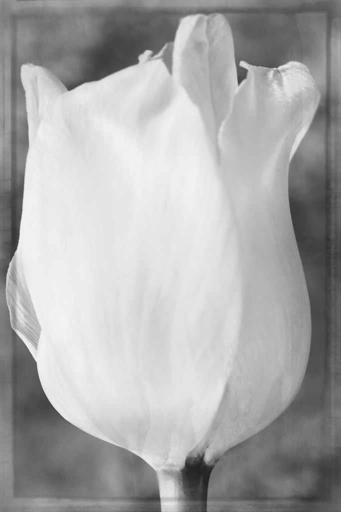 tulip bw framed by blueberry1222