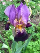 11th May 2016 - Iris from Aunt Jo