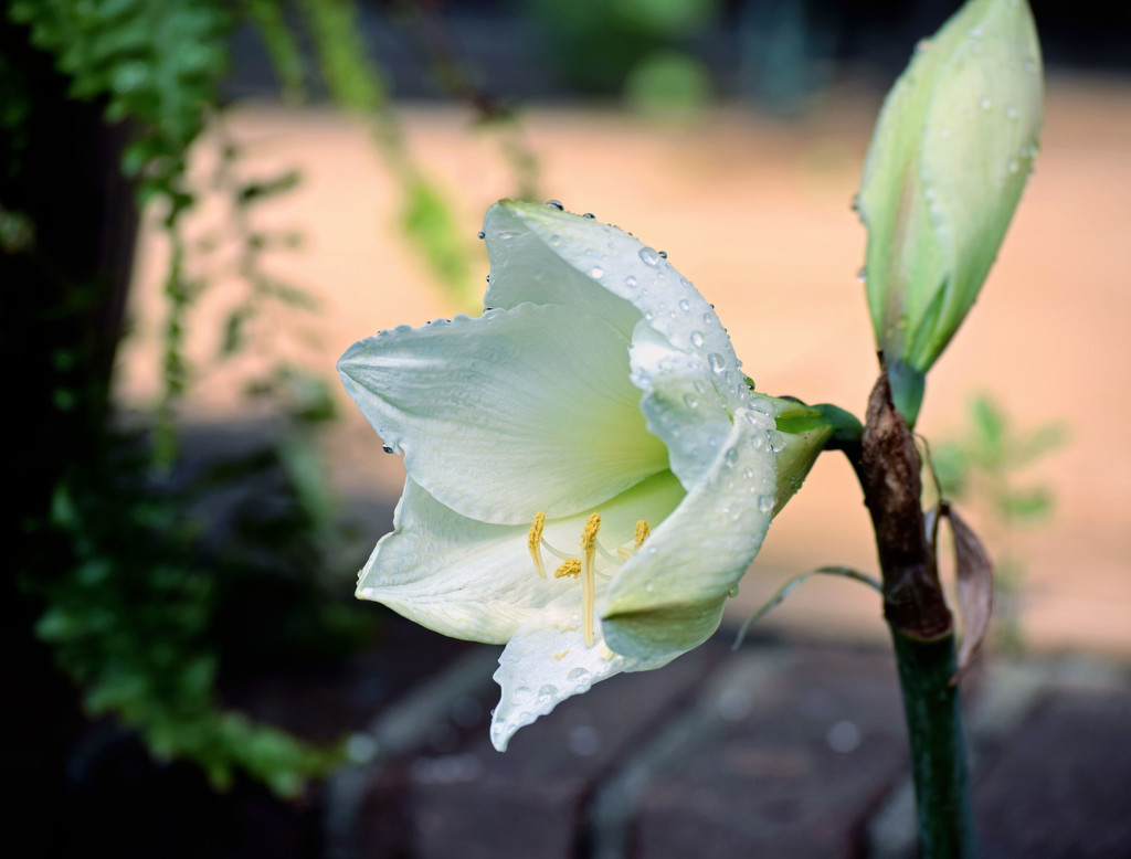 White Summer Amaryllis by dsp2