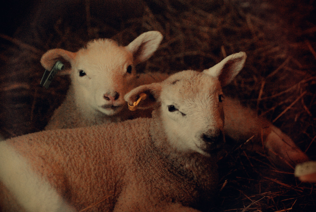 Lambs by farmreporter
