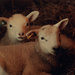 Lambs by farmreporter