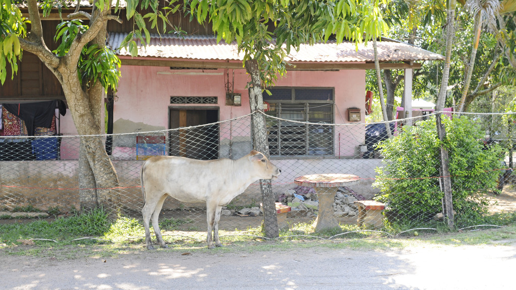 Rural Kampong life by ianjb21