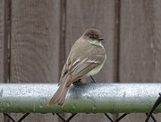 11th May 2016 - Eastern Phoebe