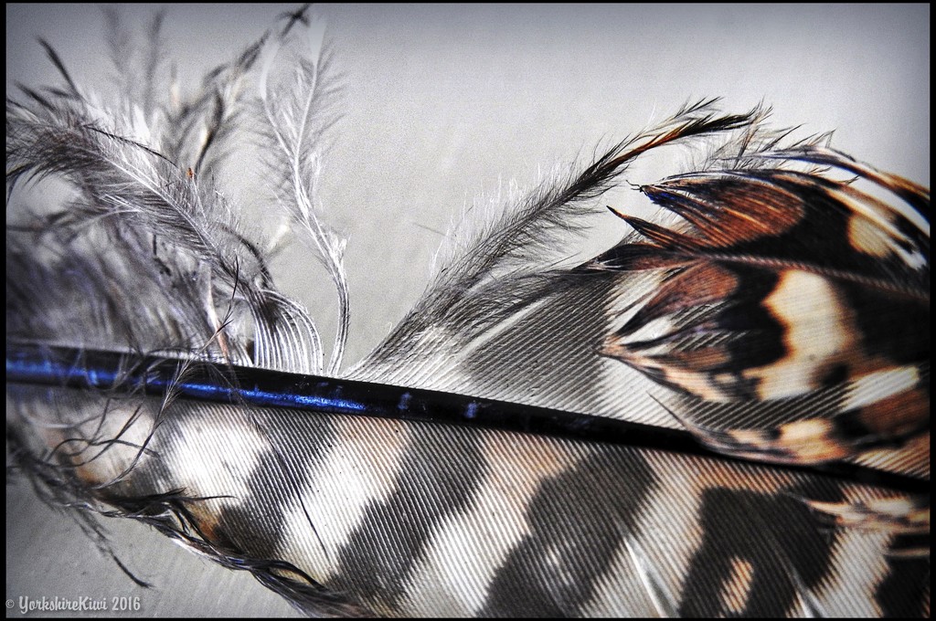 macros-feathers by yorkshirekiwi