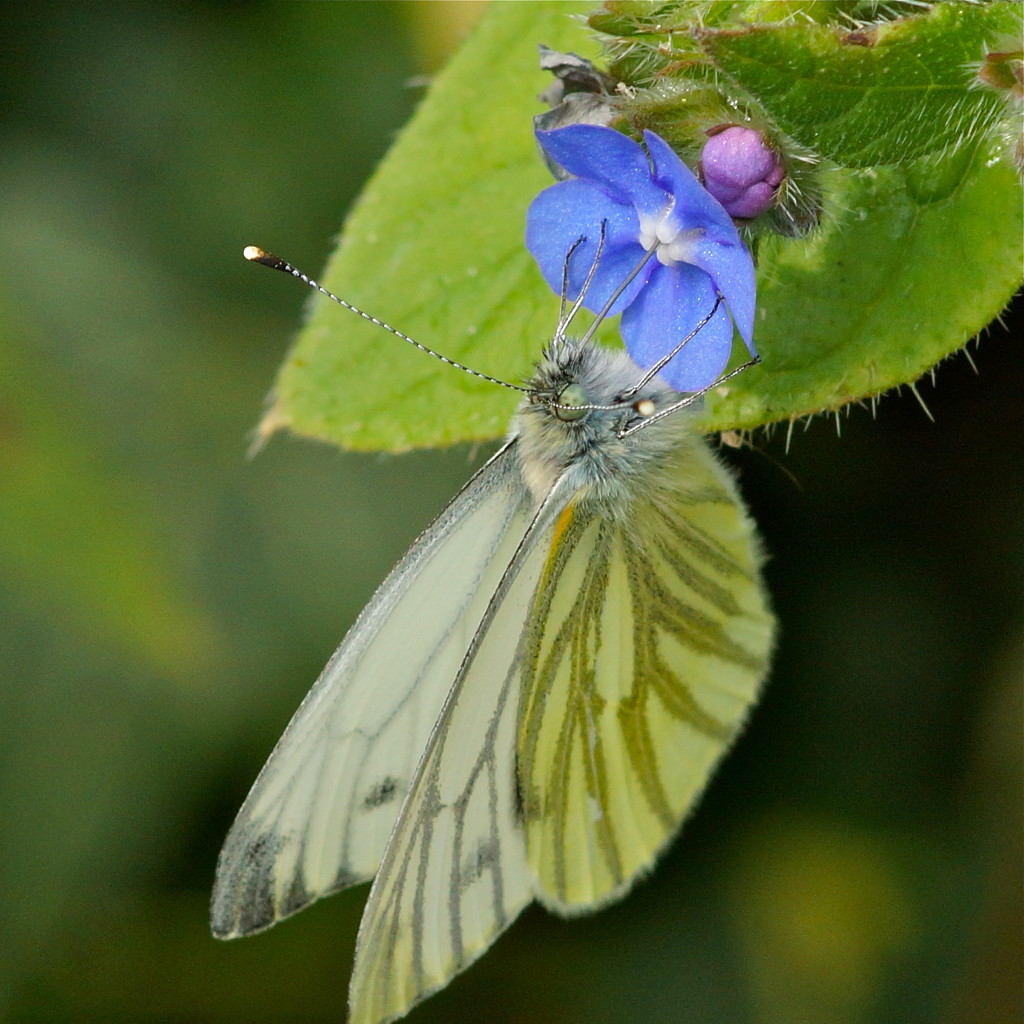 GREEN-VEINED WHITE by markp