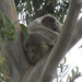 snuggled by koalagardens