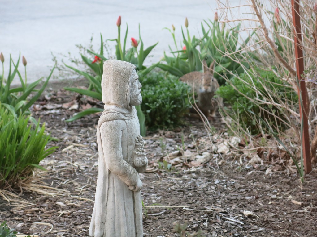 St. Fiacre watches over mother rabbit as she gives birth by corktownmum
