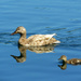 Mama Duck and Her Duckling by seattlite
