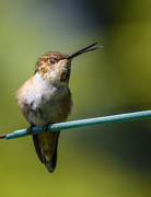12th May 2016 - Flirtatious Hummingbird 