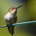 Flirtatious Hummingbird  by jgpittenger
