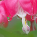 Bleeding Hearts by tosee