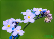 12th May 2016 - Forget-Me-Not